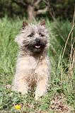 CAIRN TERRIER 166